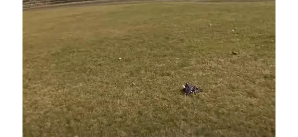 Drona DJI FPV - accidente haioase